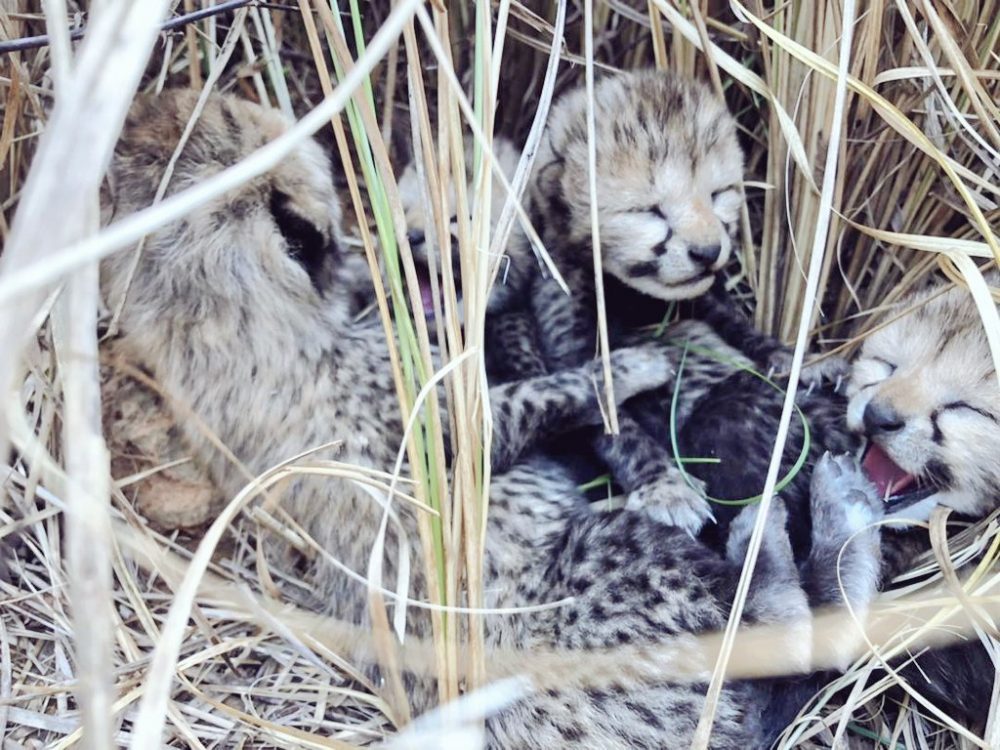 Cheetah Death News